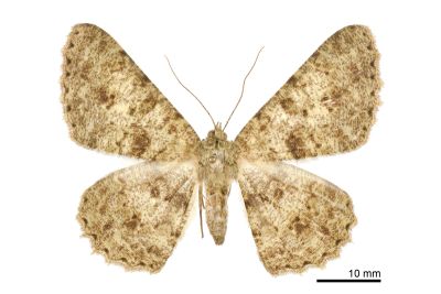 皺紋尺蛾 Racotis boarmiaria 雌蟲