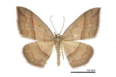 白頂姬尺蛾 Rhodostrophia bisinuata wilemani 雌蟲
