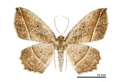 白脈枯葉紋尺蛾 Rhynchobapta eburnivena 雌蟲