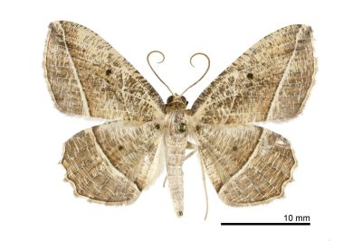 白脈枯葉紋尺蛾 Rhynchobapta eburnivena 雄蟲