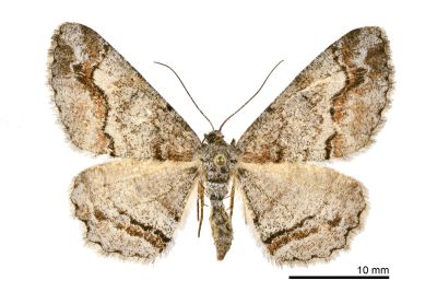 大雄帥尺蛾 Rikiosatoa fucataria 雌蟲