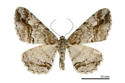 大雄帥尺蛾 Rikiosatoa fucataria 雌蟲