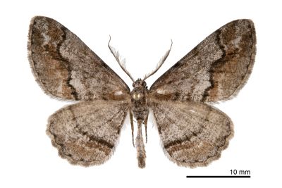 大雄帥尺蛾 Rikiosatoa fucataria 雄蟲