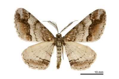 大雄帥尺蛾 Rikiosatoa fucataria 雄蟲