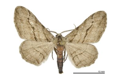 小帥尺蛾 Rikiosatoa transversa 雄蟲