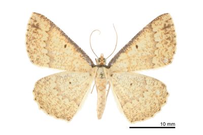 寬鋸黃尺蛾 Synegia estherodes 雄蟲