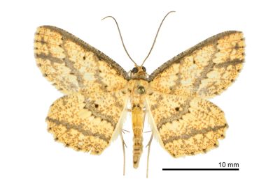 粗鋸黃尺蛾 Synegia eumeleata 雄蟲
