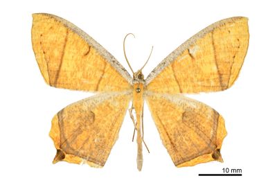 黃蝶尺蛾 Thinopteryx crocoptera assamensis 雄蟲