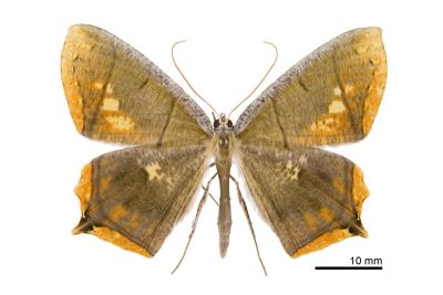 灰斑黃蝶尺蛾 Thinopteryx nebulosa 雄蟲
