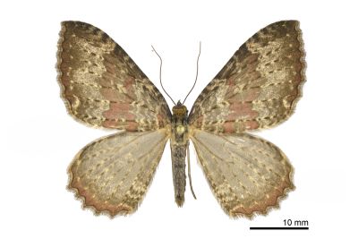 紅帶光尺蛾 Triphosa rubrodotata 雄蟲