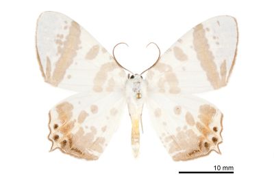 粗帶刺尾尺蛾 Tristrophis rectifascia rectifascia 雄蟲