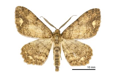 緣白斑尺蛾 Uliura infausta 雄蟲