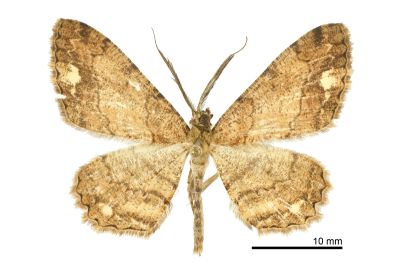 緣白斑尺蛾 Uliura infausta 雄蟲