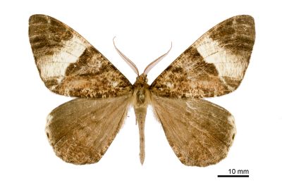 玉臂尺蛾 Xandrames dholaria 雄蟲