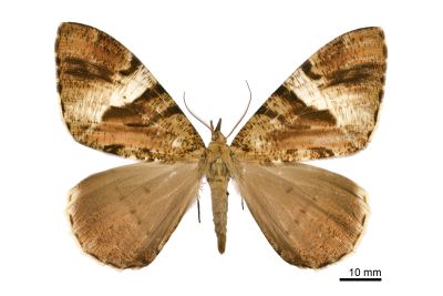 玉臂尺蛾 Xandrames dholaria 雄蟲