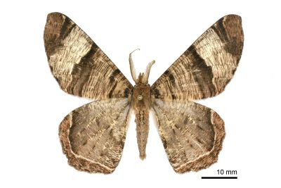 刮紋玉臂尺蛾 Xandrames latiferaria curvistriga 雄蟲