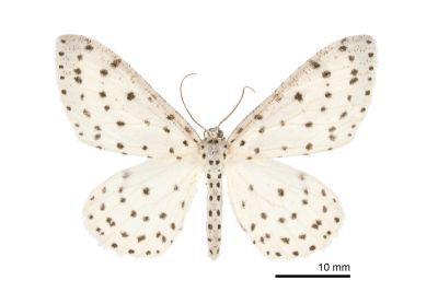 胡麻斑星尺蛾 Xenoplia trivialis 雄蟲