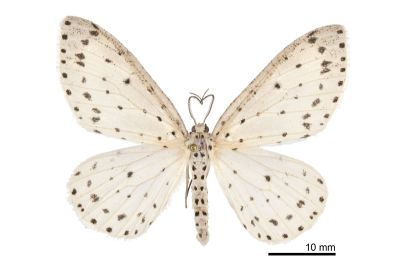 胡麻斑星尺蛾 Xenoplia trivialis 雄蟲