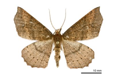 有田氏截角尺蛾 Xerodes albonotaria aritai 雌蟲