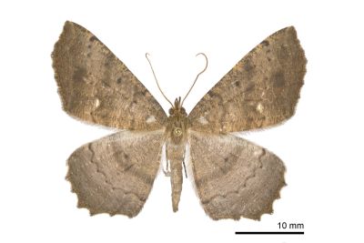 白點截角尺蛾 Xerodes contiguaria 雄蟲