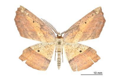 銳齒木尺蛾 Xyloscia dentifera 雄蟲