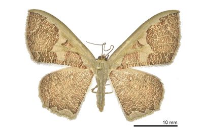 烤焦尺蛾 Zythos avellanea 雌蟲