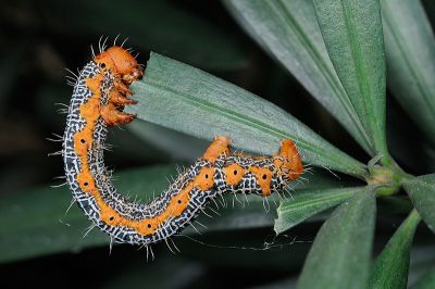 橙帶枝尺蛾 Milionia zonea pryeri