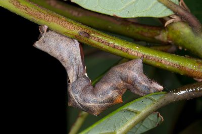 褐缺口尺蛾 Fascellina chromataria