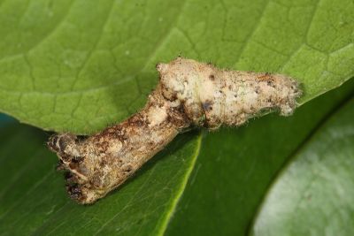 污紋鈎角尺蛾 Agaraeus discolor