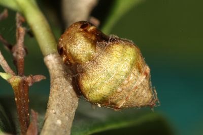 污紋鈎角尺蛾 Agaraeus discolor