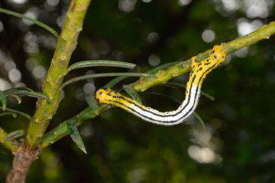 黑帶尾尺蛾 Ourapteryx nigrociliaris magnifica
