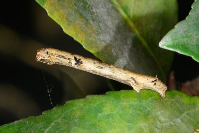 淡猗尺蛾 Ectropis bhurmitra