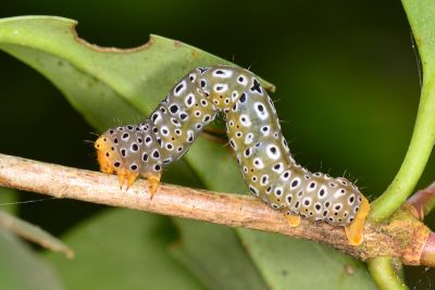 雙排緣尺蛾 Pogonopygia nigralbata