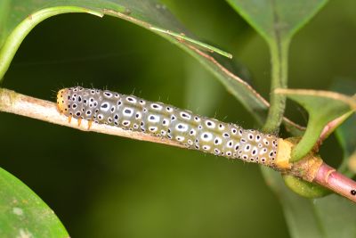 雙排緣尺蛾 Pogonopygia nigralbata