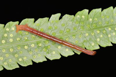 破褐緣安尺蛾 Entomopteryx combusta