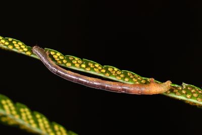 破褐緣安尺蛾 Entomopteryx combusta