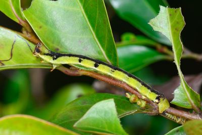 白波緣尺蛾 Cusiala boarmioides