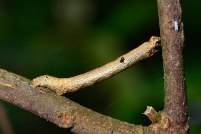 淡猗尺蛾 Ectropis bhurmitra