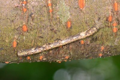 月斑灰褐尺蛾 Hypomecis punctinalis glos