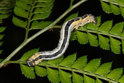 撒旦豹紋尺蛾 Epobeidia lucifera extranigricans