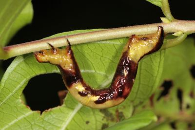 橄欖綠灰尺蛾 Catoria olivescens olivescens