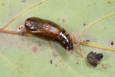 褐缺口尺蛾 Fascellina chromataria