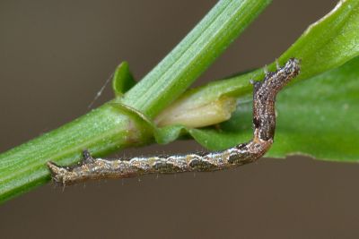 四圈黃姬尺蛾 Anisephyra ocularia