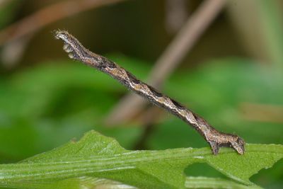 四圈黃姬尺蛾 Anisephyra ocularia