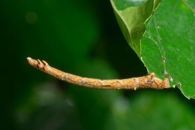 桑尺蠖蛾 Phthonandria atrilineata cuneilinearia