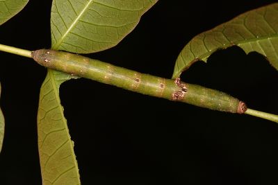 汙褐鋸尺蛾 Cleora alienaria