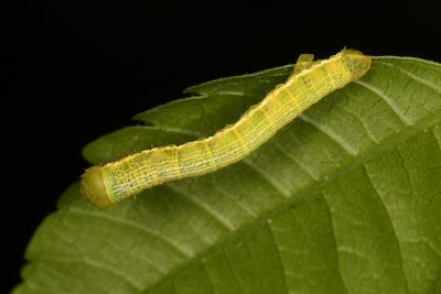 褐鋸尺蛾 Cleora repulsaria