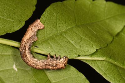 淡猗尺蛾 Ectropis bhurmitra