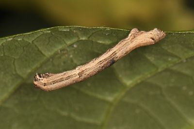 淡猗尺蛾 Ectropis bhurmitra