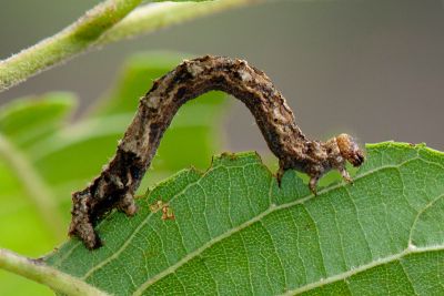 暗黃斑霜尺蛾 Alcis taiwanovariegata